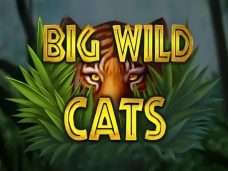 Big Wild Cats