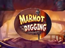 Marmot Digging